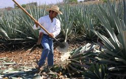 Tequila Agaves